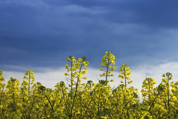 油菜籽黄色的花在蓝色的暴风雨的天空下 — 图库照片