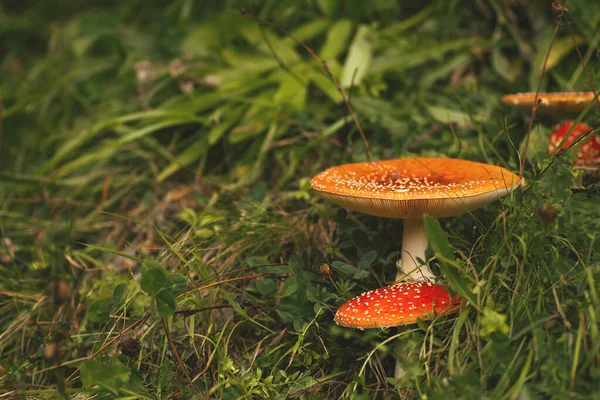 Amanita Muscaria Cogumelos Crescendo Selvagem Floresta — Fotografia de Stock