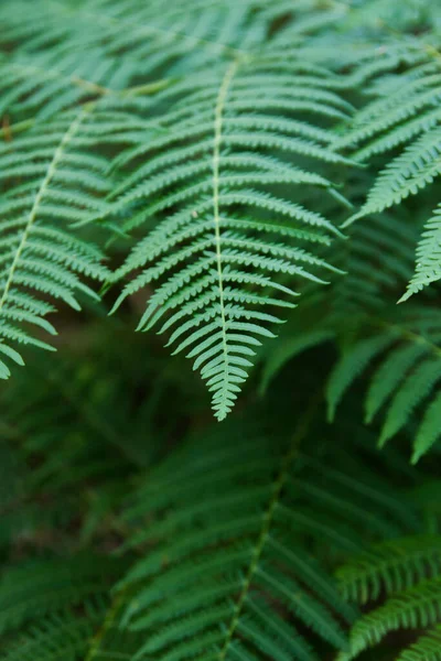 detail of green fern fronds