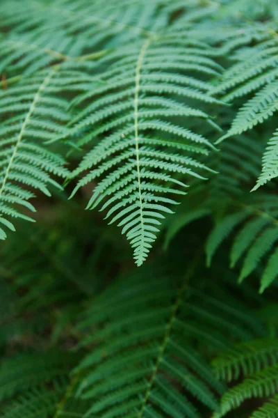 Detail Van Groene Varens Bladeren — Stockfoto