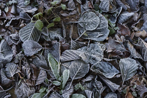 Frosted Autumn Leaves Close — Stock Photo, Image