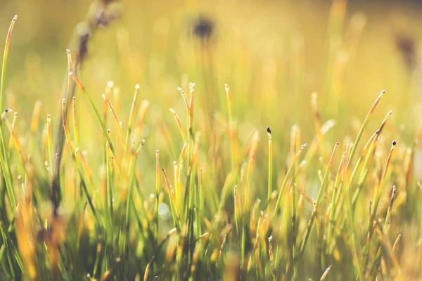 Grünes Und Gelbes Gras — Stockfoto
