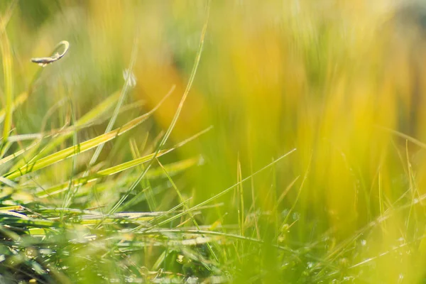 Detail Van Gras Abstracte Wazig Natuur Achtergrond — Stockfoto