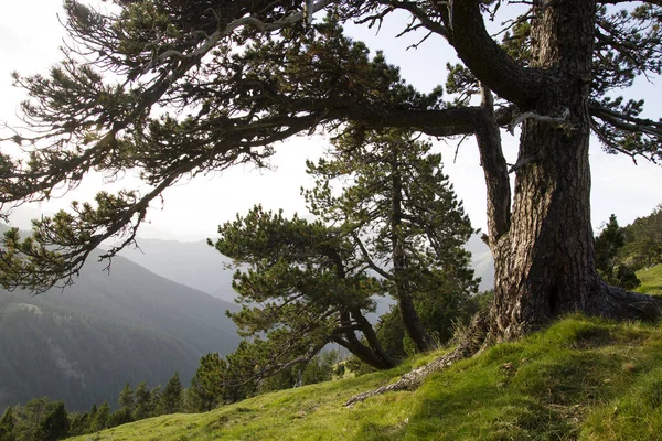 Pinus Uscinata Black Pine Pirenees — Stock Photo, Image