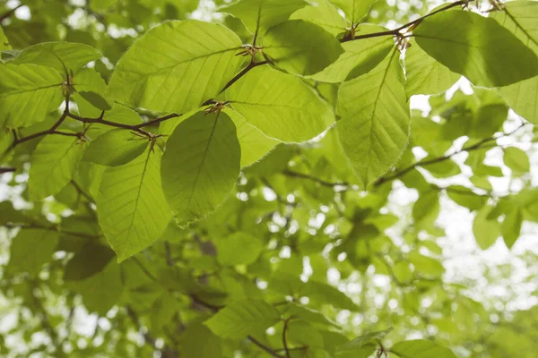 Fagus Sylvatica Πράσινο Φύλλωμα — Φωτογραφία Αρχείου