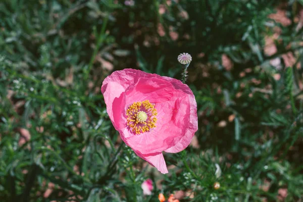 Insolito Fiore Papavero Rosa Fioritura — Foto Stock