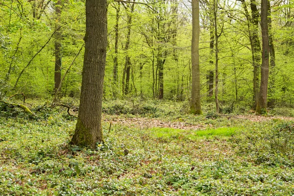 Floresta Decídua Verde Primavera — Fotografia de Stock
