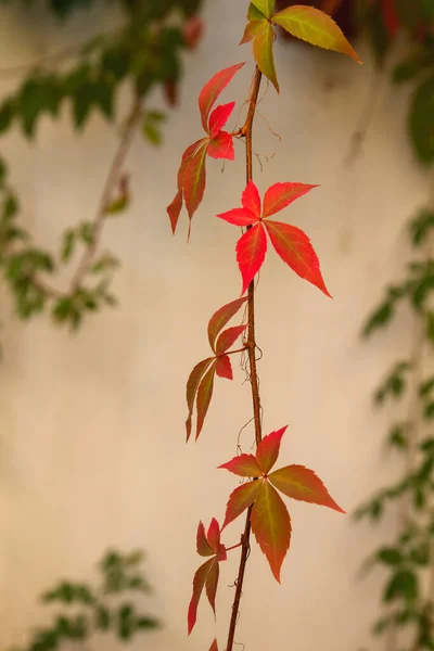 Folhas Ornamentais Outono Videira — Fotografia de Stock
