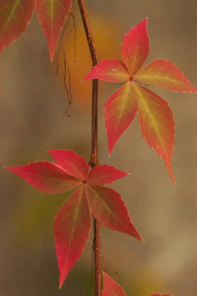 Rood Gekleurde Herfstwijnbladeren — Stockfoto