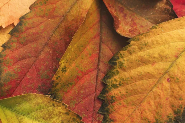 Detail Van Kleurrijke Herfstbladeren — Stockfoto