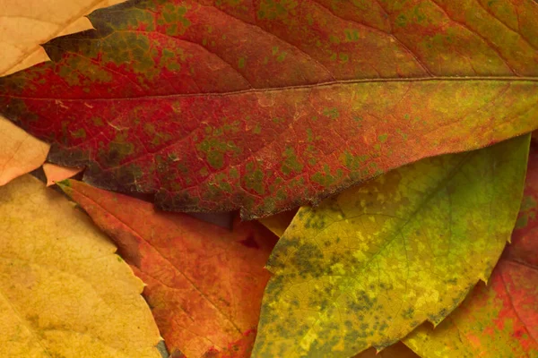 Detail Van Kleurrijke Herfstbladeren — Stockfoto