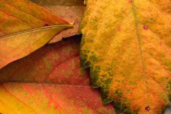 Buntes Herbstliches Laub — Stockfoto