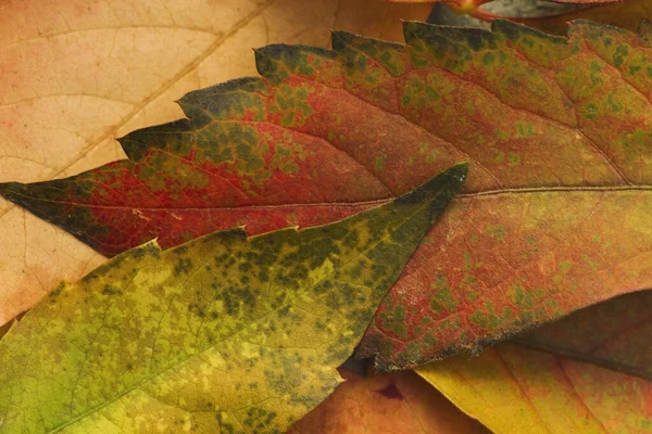 Detail Van Kleurrijke Herfstbladeren — Stockfoto