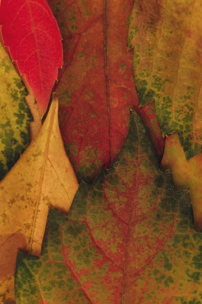Veelkleurige Bladeren Herfst — Stockfoto