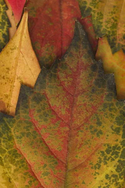 Podzimní Vícebarevné Listy Zblízka — Stock fotografie
