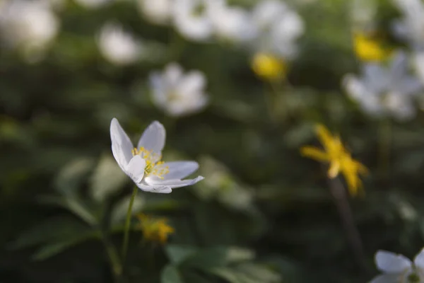 White Wood Anemone Springtime Forest — Stock Photo, Image