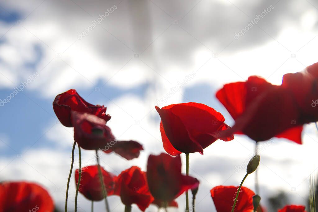 Wild red poppy flowers blooming in spring 