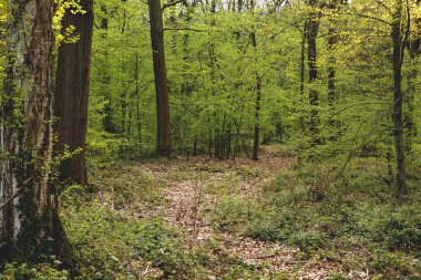 Yeşil ormandaki bir açıklık 