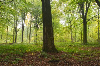 Kayın ağaçları İlkbaharda ağaçlık 