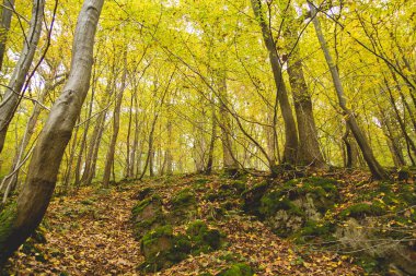 Sonbaharda perili orman 