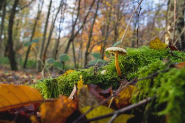 Küçük bir mantar sonbaharda bir orman toprağında yosunlarda yetişiyor.