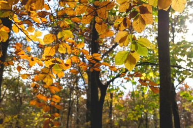 Sonbaharda kararlı kayın ağacı yaprakları 