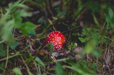 Genç Amanita Muscaria mantarı ormanda gizlidir. 
