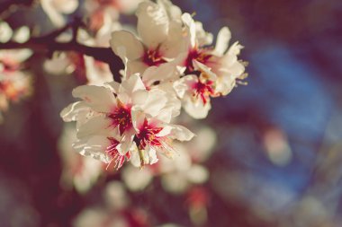 Badem ağacı çiçekleri baharda çiçek açar. 