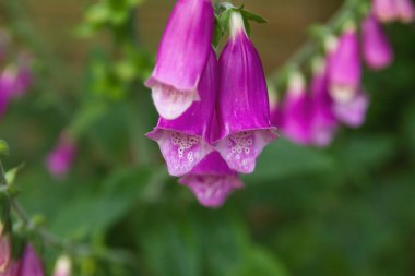 Digitalis purpurea çiçekleri kapatın