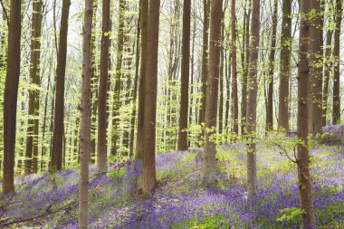 Çan çiçekleri ile İlkbahar Ormanı 