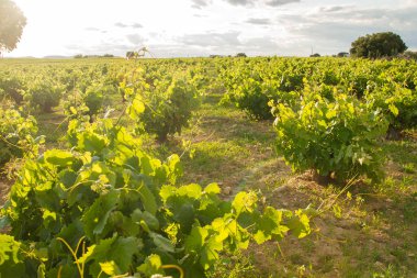 La Mancha, İspanya 'daki yeşil üzüm bağları