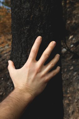 Bir adam orman yangınından sonra yanan bir ağacın kabuğuna dokunuyor. 
