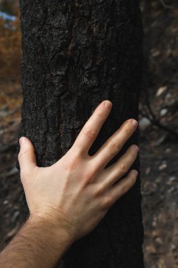 Bir adam orman yangınından sonra yanan bir ağacın gövdesine dokunuyor.