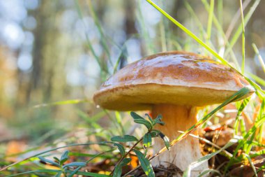 Ormandaki güzel boletus 