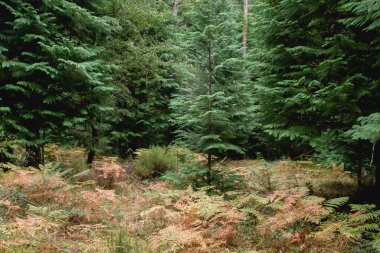 Sonbaharda Evergreen thuja ağaçları