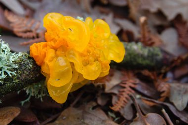 tremella mezenterica ya da düşmüş bir yerde büyüyen altın jöle mantarı 