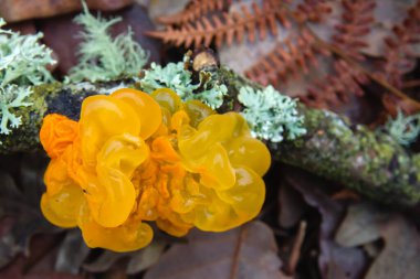 Tremella mezenterica jöle mantarları yakın çekim