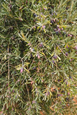 Meyve dolu zeytin ağacı yaprakları 