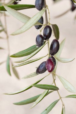 Zeytin ağacı olgunlaşmış meyveler kapanıyor