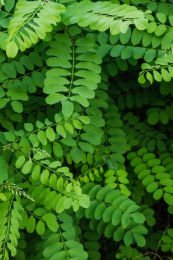 Robinia psödoacia taze yeşil yapraklar. 