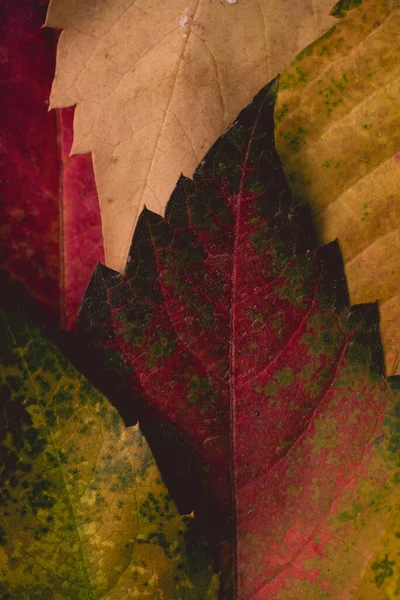 Meerkleurige Herfstbladeren — Stockfoto