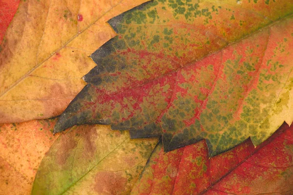 Kleurrijke Herfstbladeren Van Dichtbij — Stockfoto