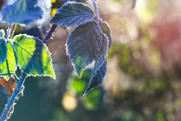 Feuilles Gelées Dans Matin Hiver — Photo