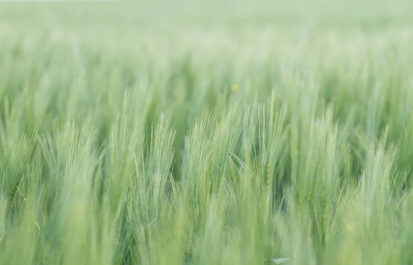 Grüner Weizen Auf Dem Land — Stockfoto