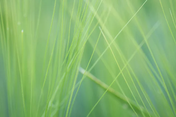 Yeşil Buğday Yaprakları Yakın Çekim — Stok fotoğraf