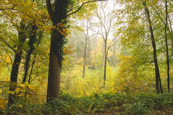 Enchanted forest in autumn