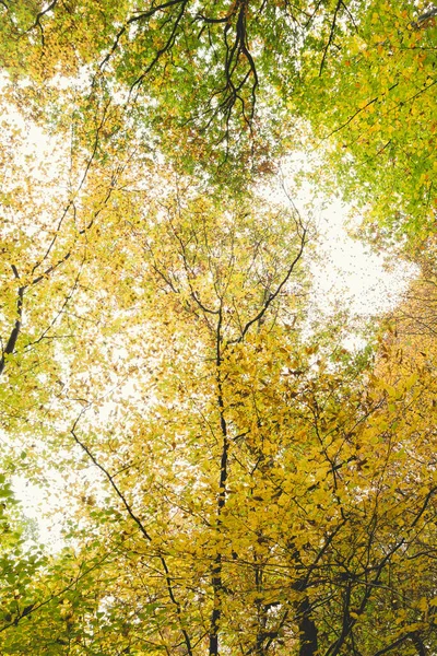 Buky Podzim — Stock fotografie