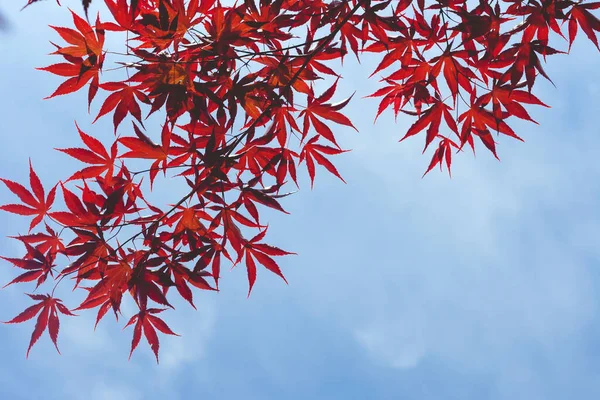 japanese maple red leaves