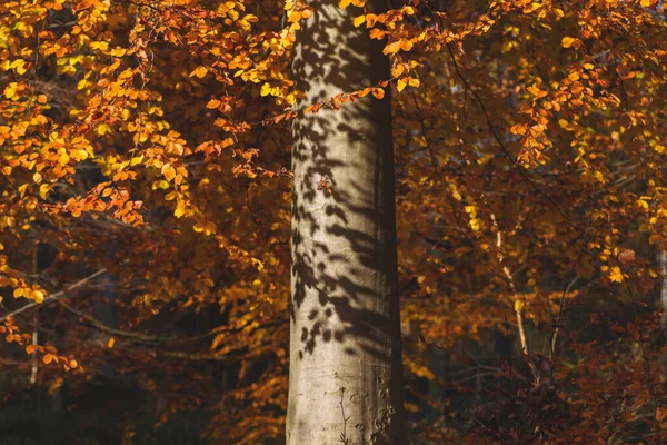 Haya Otoño —  Fotos de Stock