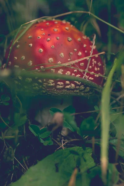 Amanita Muscaria Vliegen Agaric Verborgen Het Bos — Stockfoto